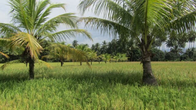 Rice fields and coconut trees in Maitum.