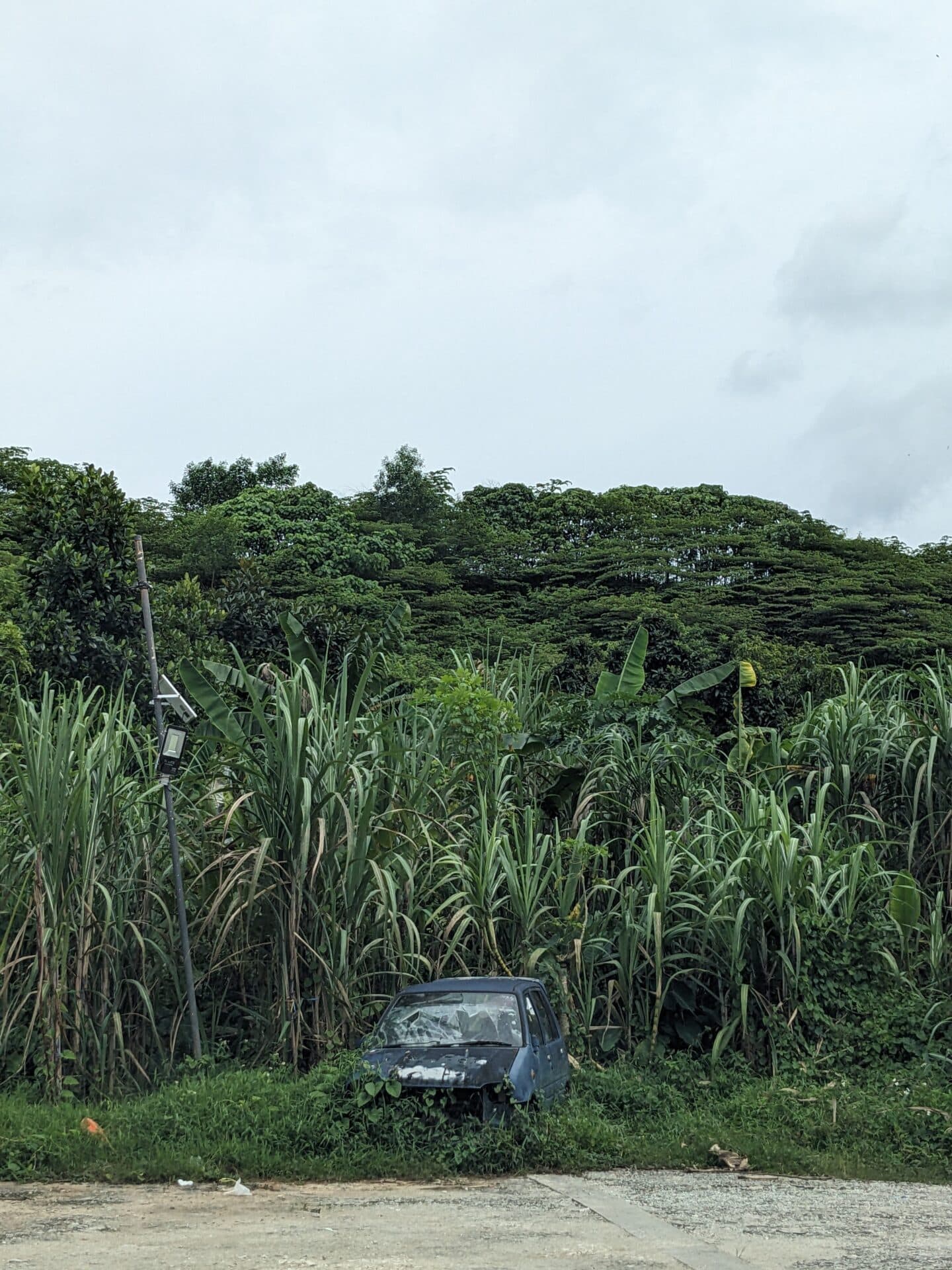 甘蔗園與廢棄的汽車後有茂密的叢林，那原來是一座垃圾山。