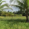 Rice fields and coconut trees in Maitum.